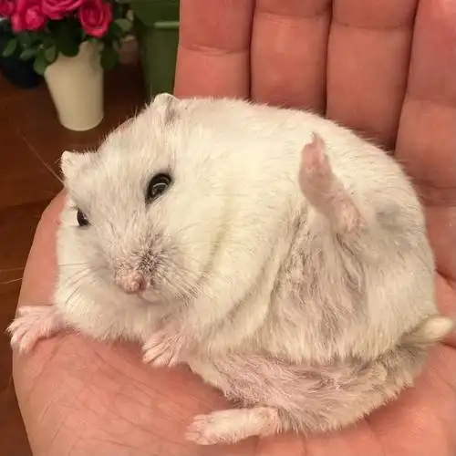 仓鼠滚滚这姿势是啥意思好撩哦