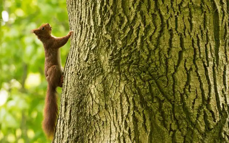 松鼠爬树