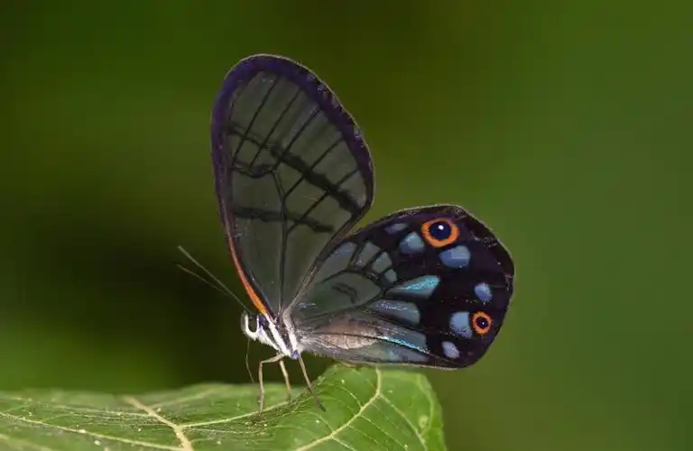 第五期拟晶眼蝶pseudohaeteramimica