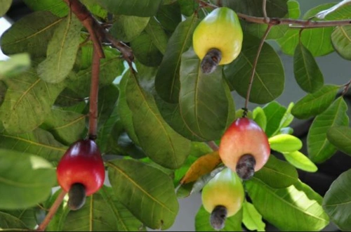 很多人不知道,腰果还有这种用处