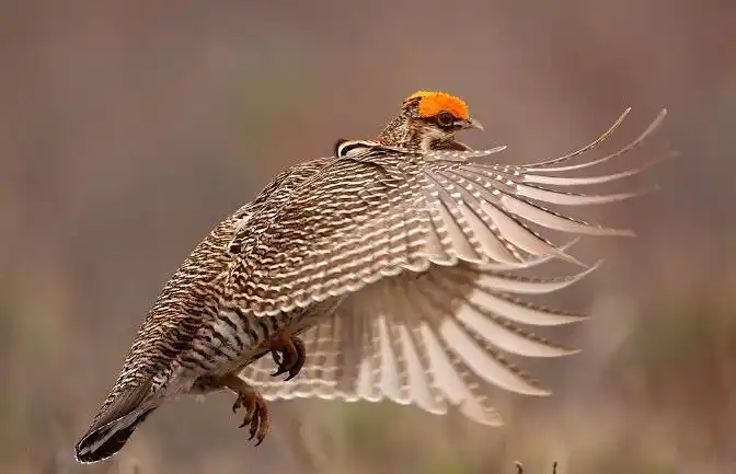 小草原松鸡(动物)
