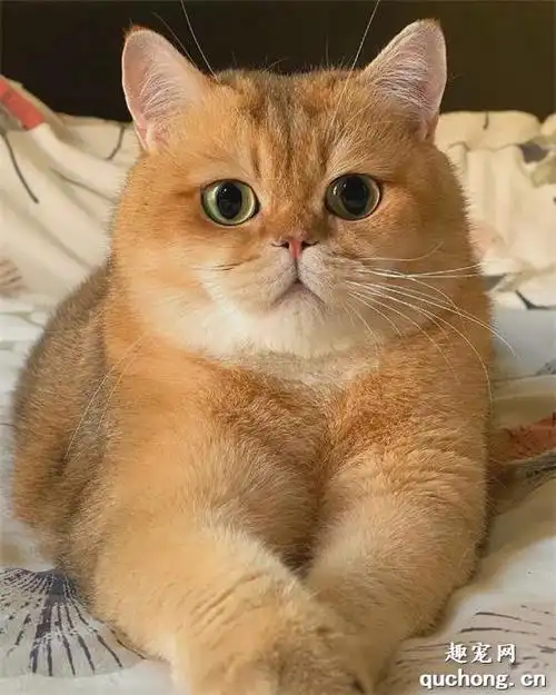 胖咕咕的金渐层小橘猫实在太可爱了