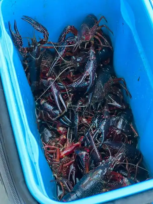 湾区抓小龙虾02就我觉得这么难吗