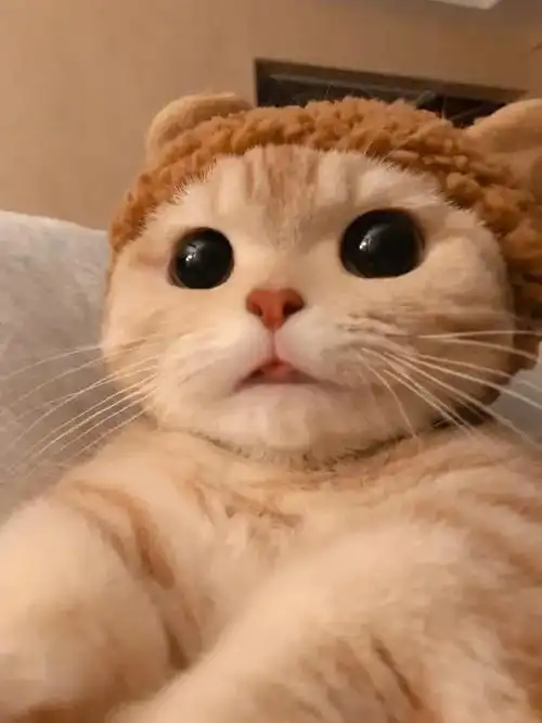 全网最呆呆的小猫