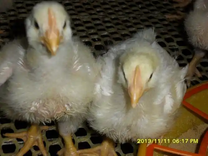 晒晒更健康小鸡半月了