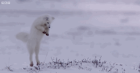 小白狐发现猎物,心急捕食不小心摔了个倒栽葱,一脸懵逼好尴尬!