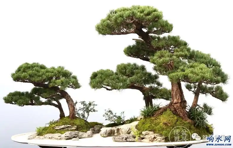 响水姜玮盆景巜千手在全国第十届盆景展上荣获金奖