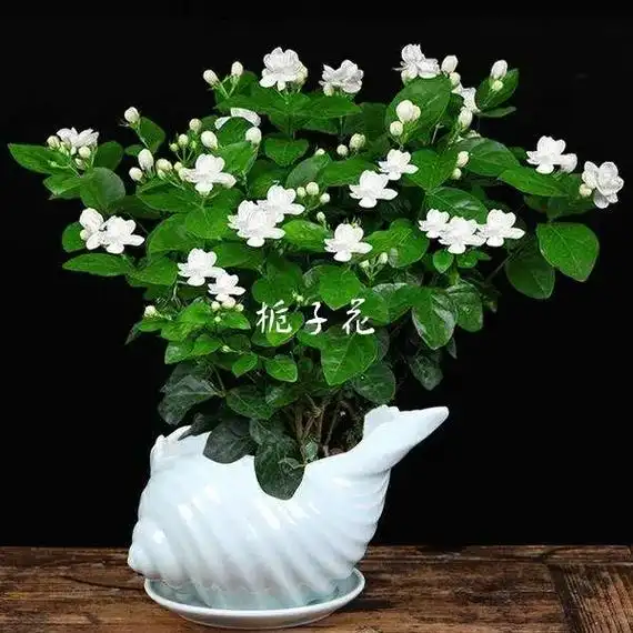 栀子花的花语是永恒的爱与约定,希望,喜悦,坚 - 抖音