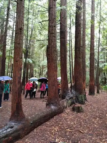 叫做七仙女的连体树