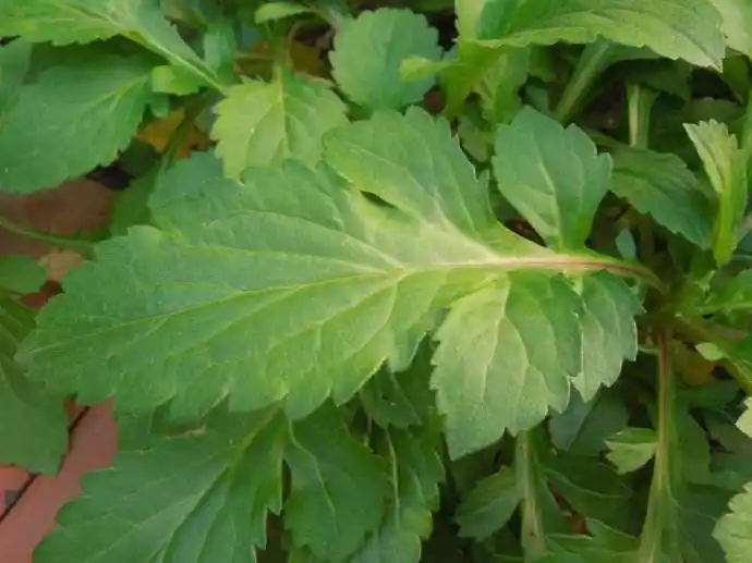 苦叶菜又名败酱,俗称胭脂麻,做成日常生活中的家常菜,风味独特