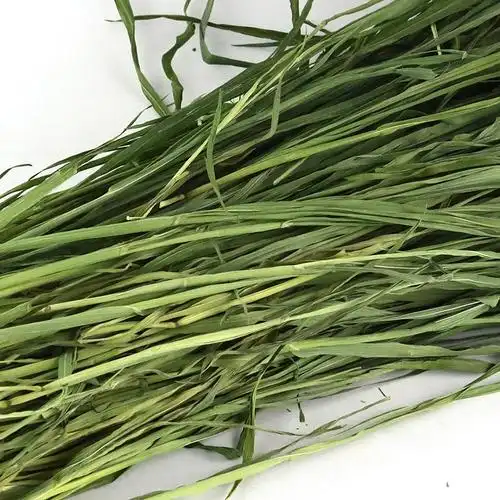 惠蒙 烘烤大麦草干草1kg非小麦草苗提摩西草南提果树草