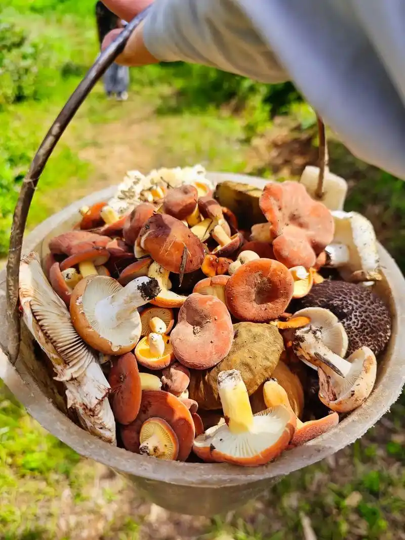 捡菌子……来个云南老表帮忙识别一下这是些什么菌子,能不能吃.