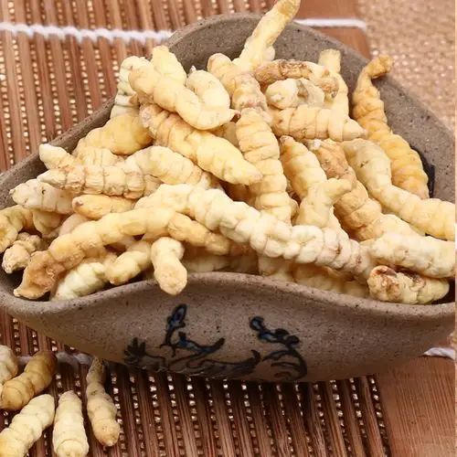 土虫草老年人可以吃吗