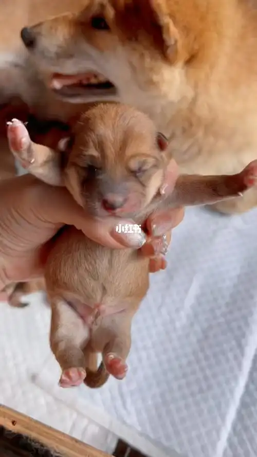 包子脸柴犬宝宝出生了