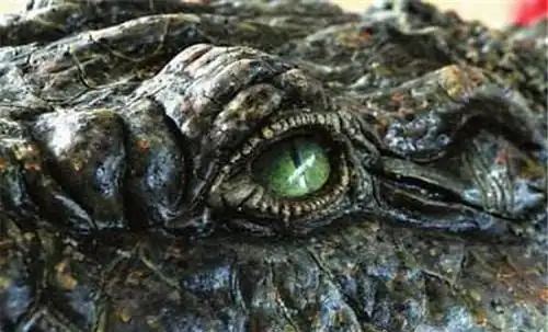食人鳄"古斯塔夫":10年杀300人,机枪打不破表皮