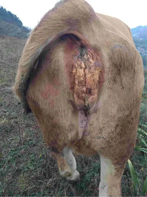 你好老师这头母牛怀孕280天了,有轻微掉球现在,如图水门流出的这个是