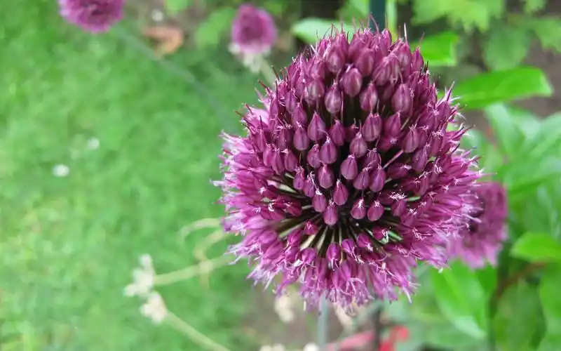 鲜花,鲜花,花卉,电脑壁纸,壁纸韭菜花