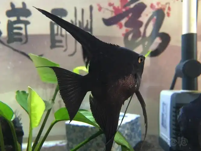 神仙鱼秀下我的墨燕