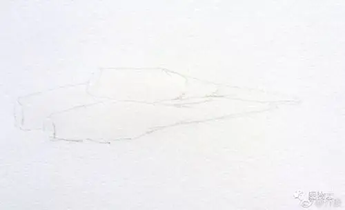 蔬菜茭白水彩画图片茭白水彩怎么画茭白的画法茭白手绘教程