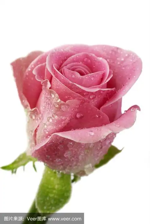 粉红玫瑰露珠