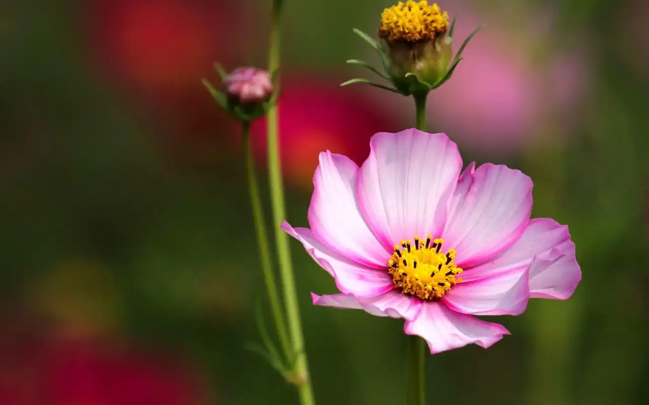 唯美格桑花高清图片电脑桌面壁纸下载