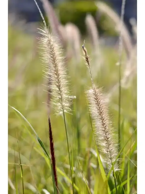 宋城墙脚下的狼尾巴草