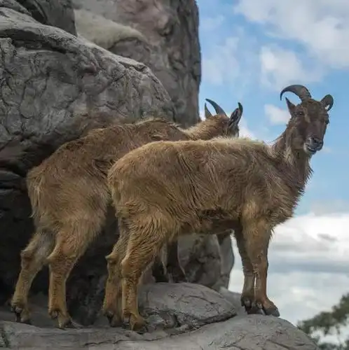 西藏神羊入侵新西兰它是一级保护动物却遭当地猎人下狠手