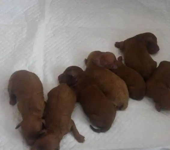 刚出生的小泰迪狗是什么样子的?