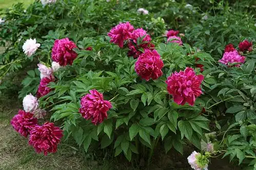 芍药属多年生草本观赏花卉与药用植物,与牡丹同科同属.