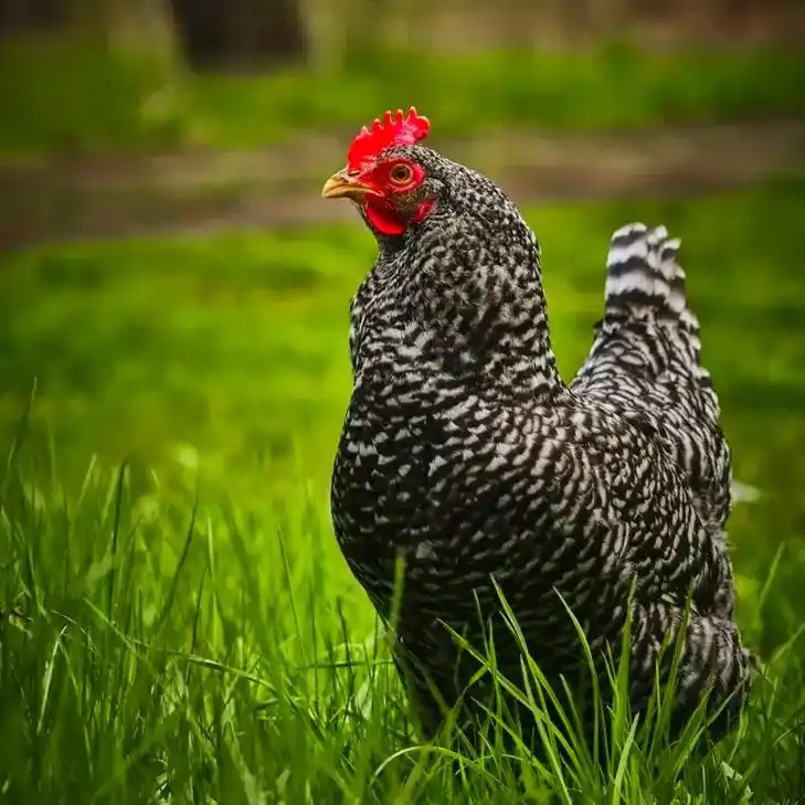 芦花鸡大量养殖基地.芦花鸡产绿皮鸡蛋,年产280枚,属于土鸡 - 抖音