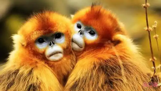 中国十大国宝动物排名国宝大熊猫举世闻名