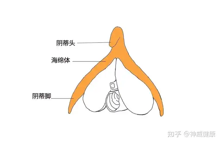 阴di主要由海绵体组织组成,分为阴di头,阴di体,阴di脚这三个部分.