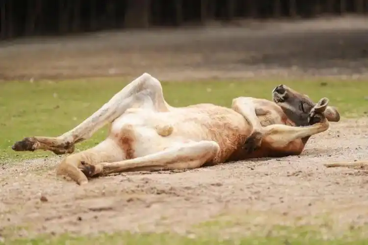 原来袋鼠是这样睡觉的