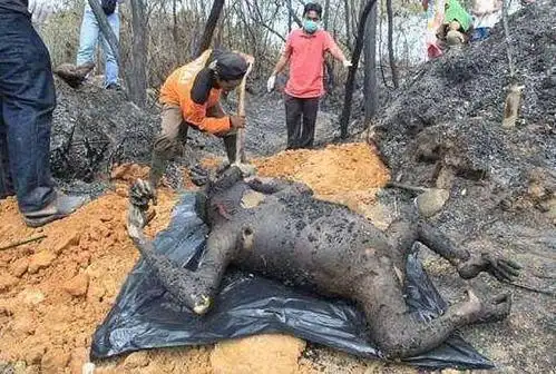 奇闻:无良开发商为施工放火烧森林,大猩猩被活活烧死