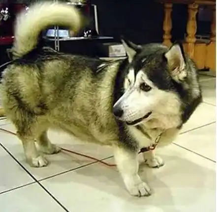 比如二哈 柯基是这样的