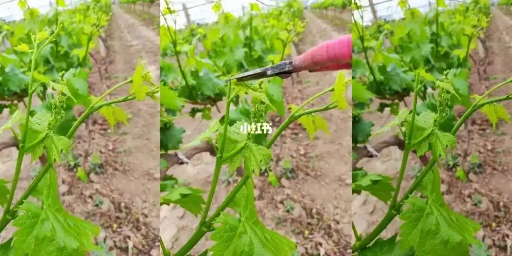 葡萄树养护摘心打顶