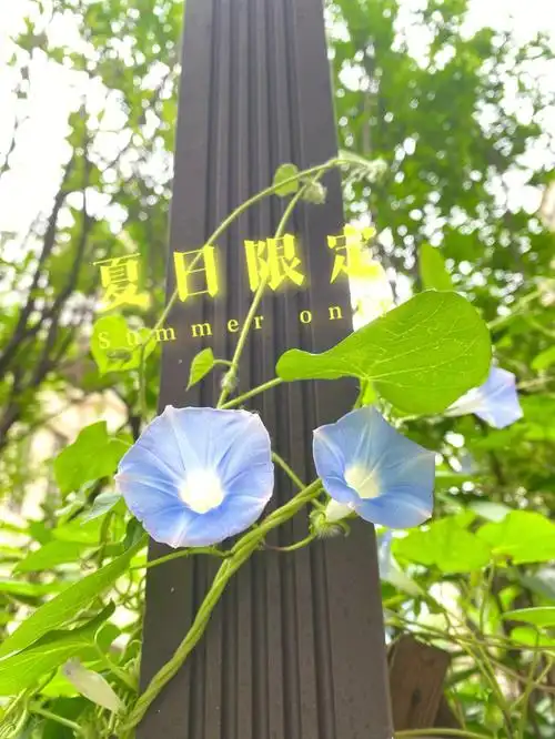 竟将它复苏淡蓝色的花儿此际最宜何处看朝阳初上碧梧枝#我的秘密花园