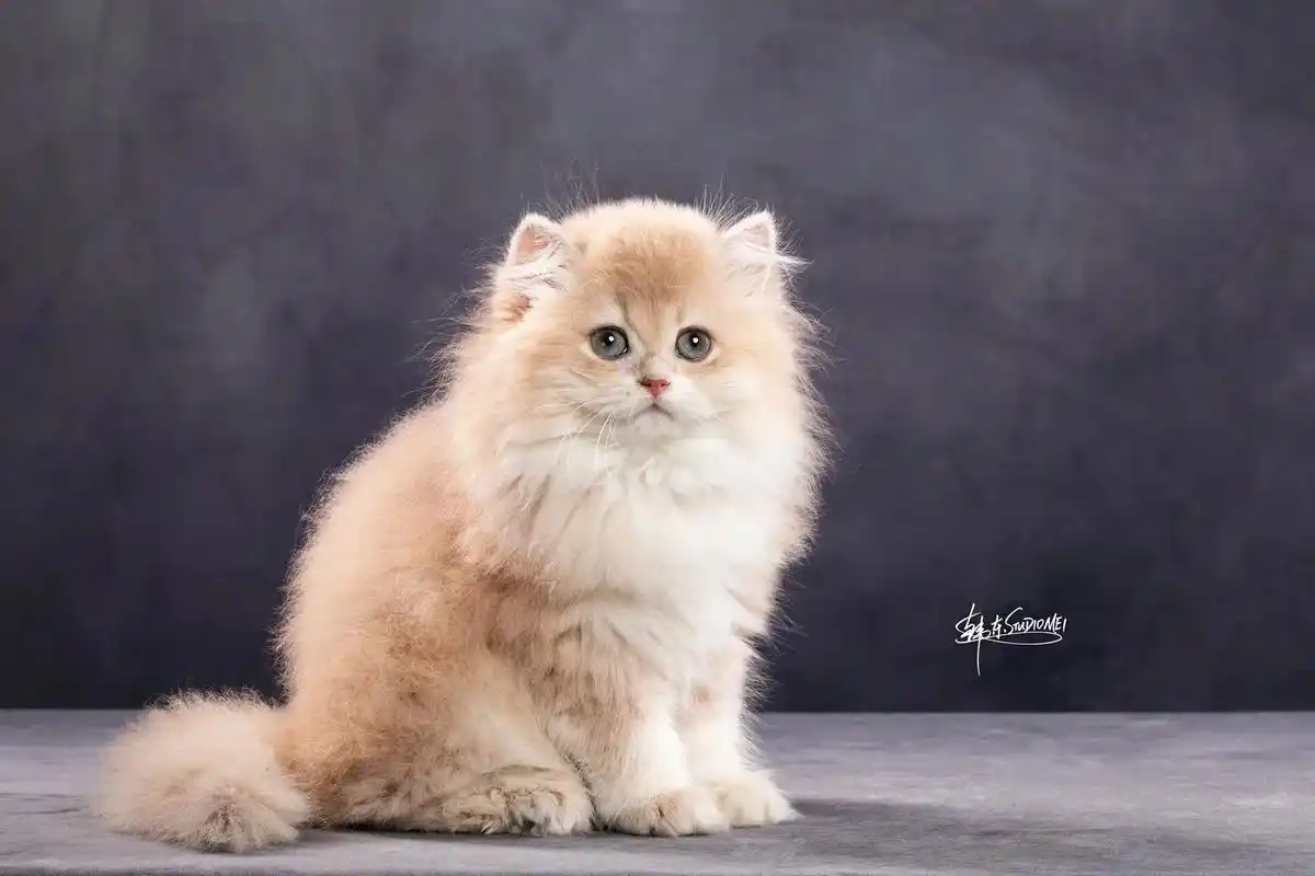 感谢魅摄影韩哥把妹妹拍的如此可爱#紫金渐层 #小奶猫的成长日 - 抖音