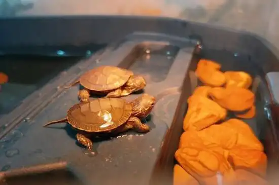 乌龟冬眠是什么样子的