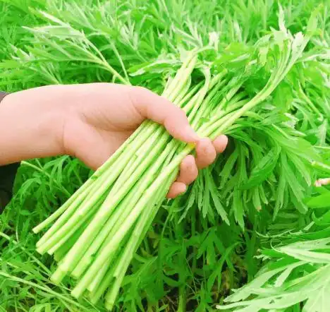 藜蒿:曾是农村的"喂猪草",如今167斤6730元,春节后最鲜嫩_植物