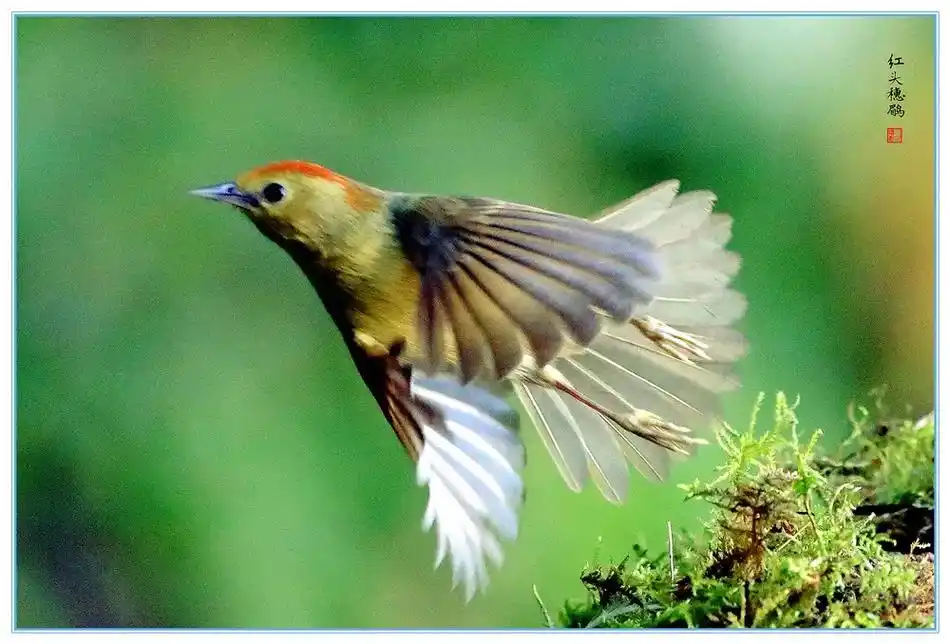 《鸿运当头》红头穗鹛,昵称小红头,小型鸟类,体长10-12厘 - 抖音