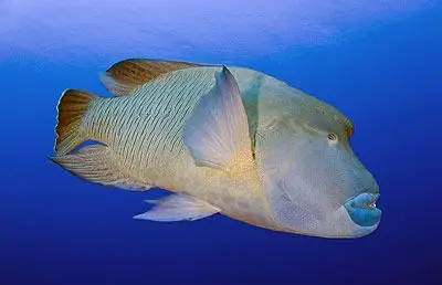 常见海洋生物图册 - hellodive全球潜水旅行