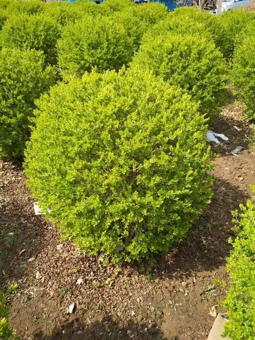 金叶水蜡球0.8-1.1米