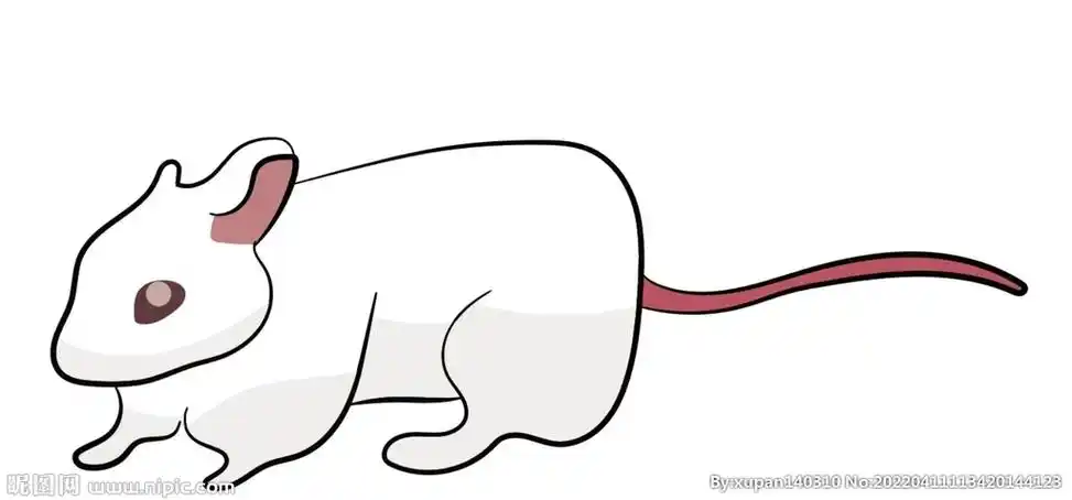实验小白鼠