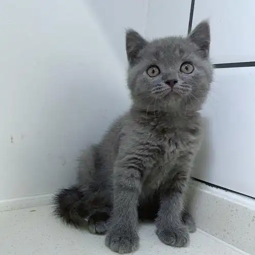 宝安家养曼基康蓝猫