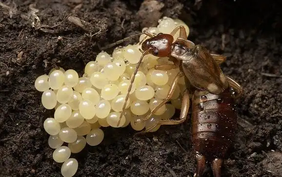 夹板虫又称甲板虫,昆虫类的有翅亚纲革翅目.