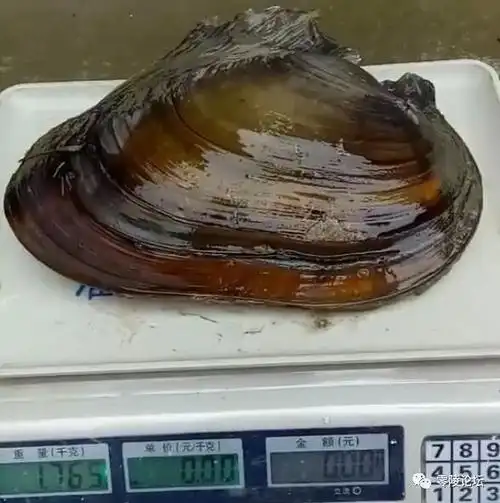 这个巨型河蚌显火重达176公斤大若秤盘