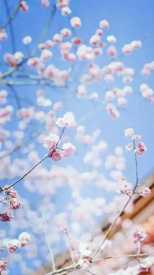 小清新,治愈系,小清新,清新风景,治愈系,唯美鲜花,手机壁纸繁花似锦