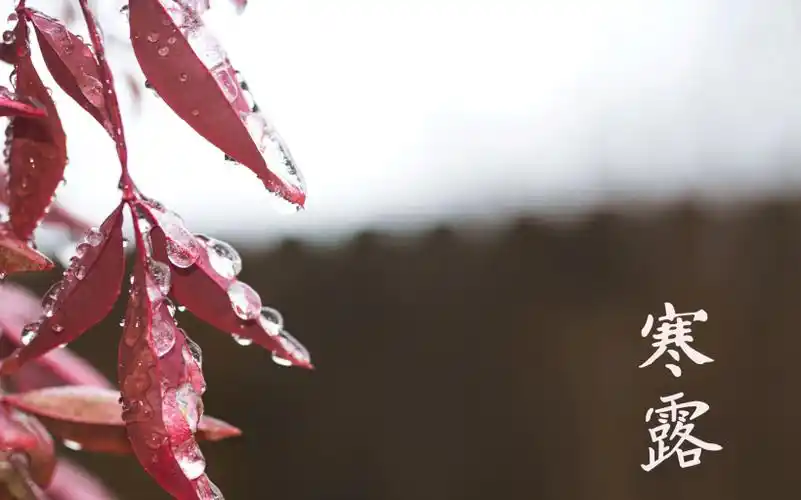 24节气之一寒露桌面壁纸图片 - 第1张