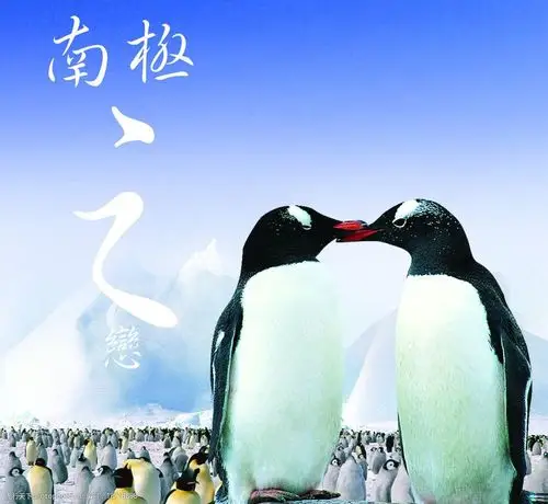 南极企鹅(分层不精细)图片